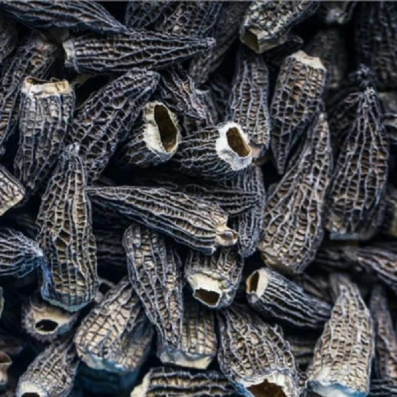 Getrocknete Morcheln Giga 8 cm Gourmetengros 200 g 318517 by Gourmetengros color Svart